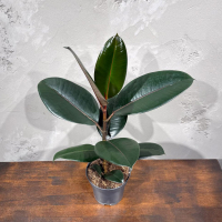 Фикус Эластика D14