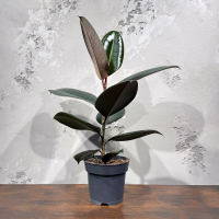 Фикус Эластика D14