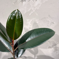 Фикус Эластика D14