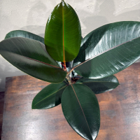 Фикус Эластика D14