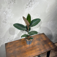 Фикус Эластика D14