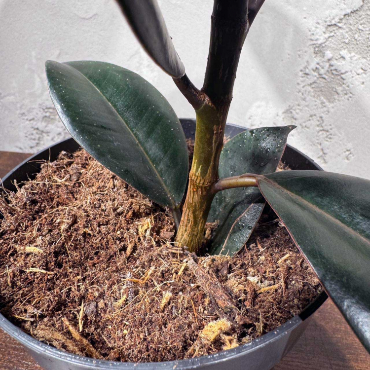 Фикус Эластика D14