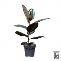 Фикус Эластика D14