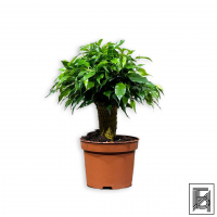 Фикус Бенджамина Кинки D12