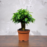 Фикус Бенджамина Кинки D12