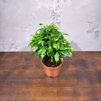 Фикус Бенджамина Кинки D12