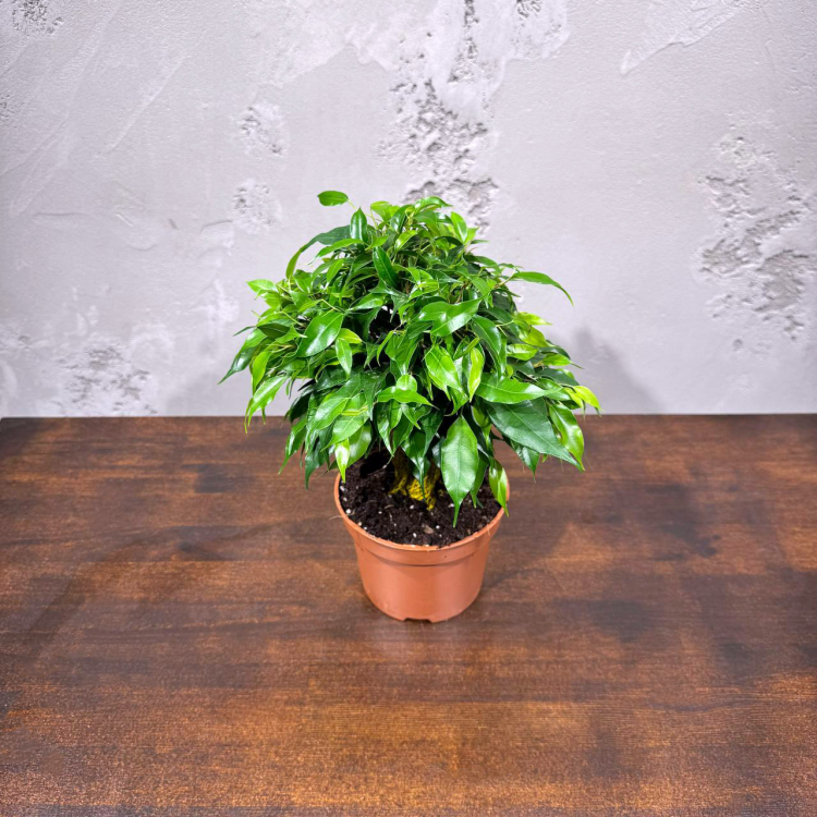 Фикус Бенджамина Кинки D12