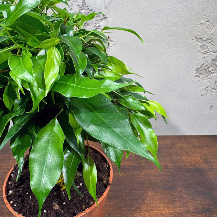 Фикус Бенджамина Кинки D12