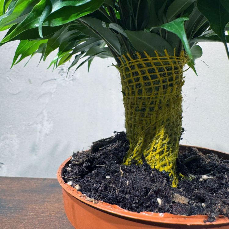 Фикус Бенджамина Кинки D12