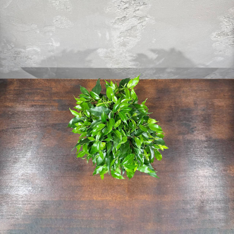 Фикус Бенджамина Кинки D12