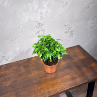 Фикус Бенджамина Кинки D12