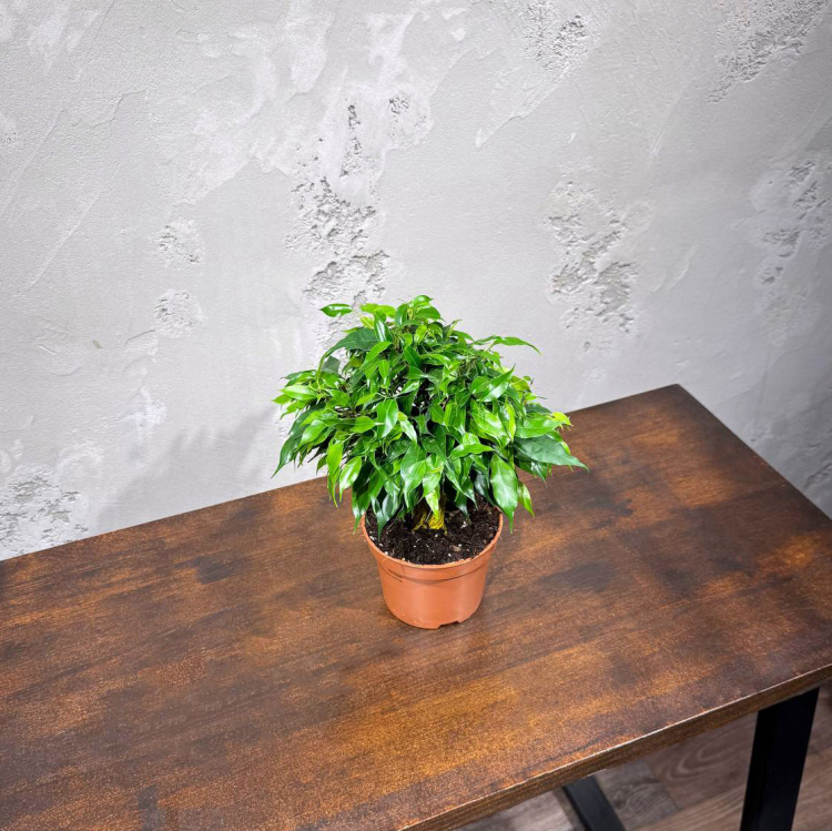 Фикус Бенджамина Кинки D12