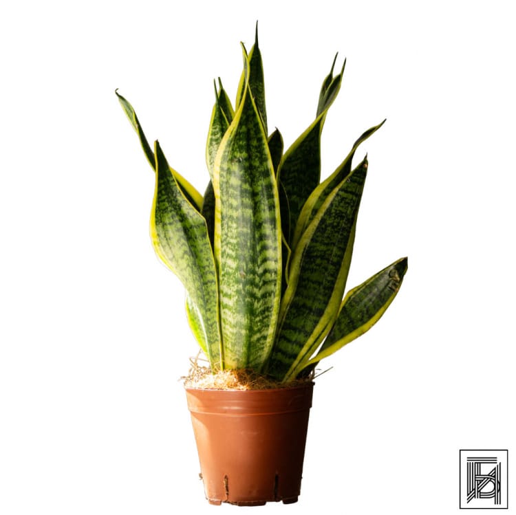 Сансевиерия Суперб D14