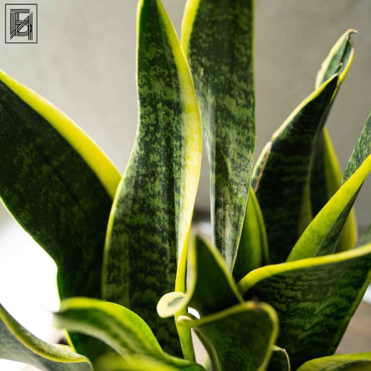 Сансевиерия Суперб D14