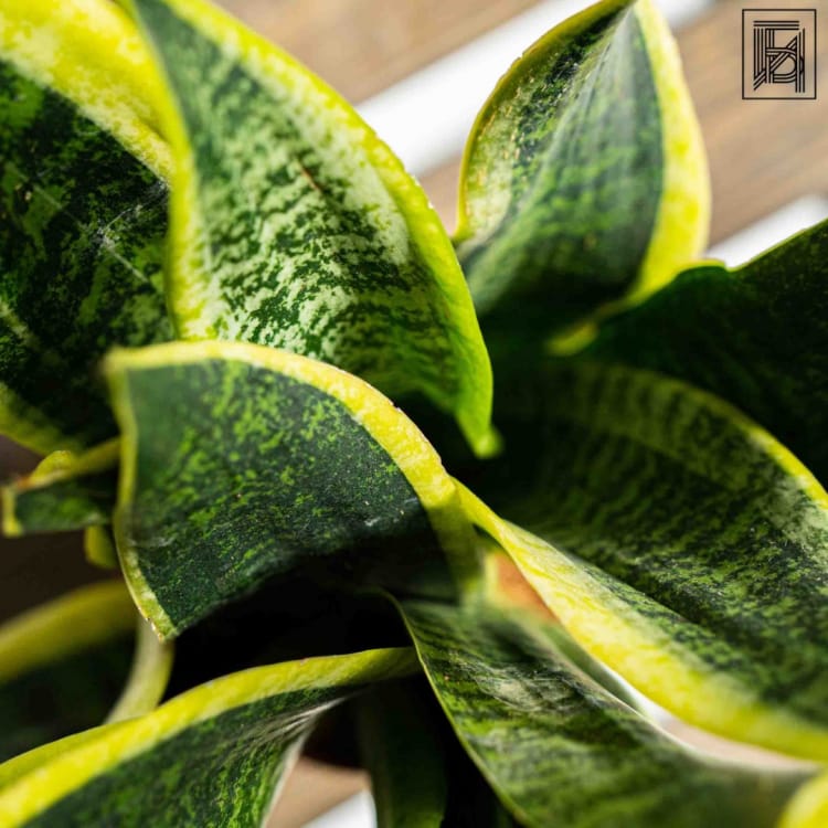 Сансевиерия Суперб D14