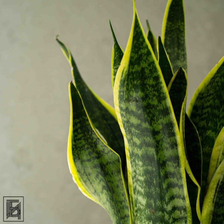 Сансевиерия Суперб D14