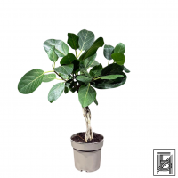 Фикус Одри D17