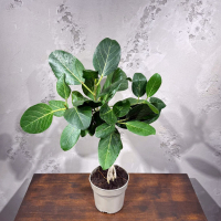 Фикус Одри D17