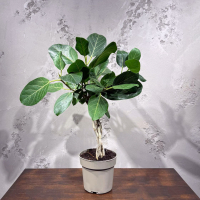 Фикус Одри D17