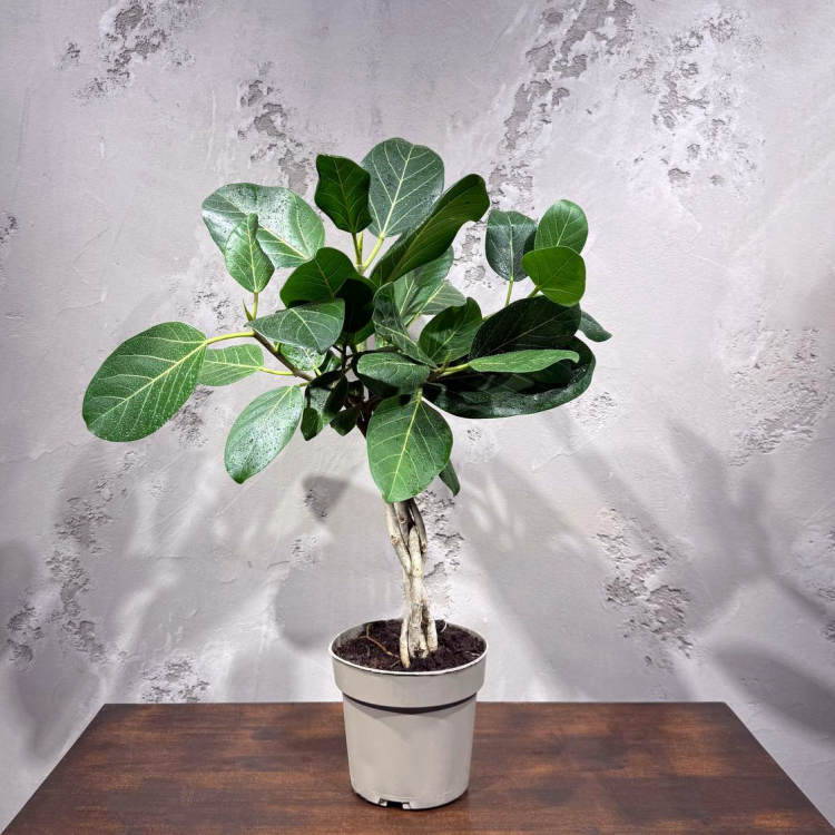 Фикус Одри D17