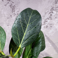 Фикус Одри D17