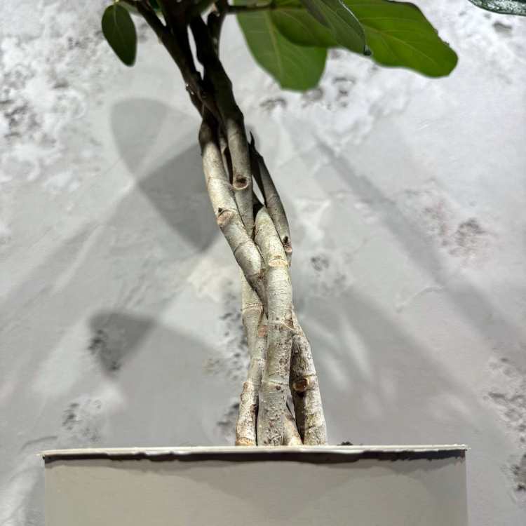 Фикус Одри D17