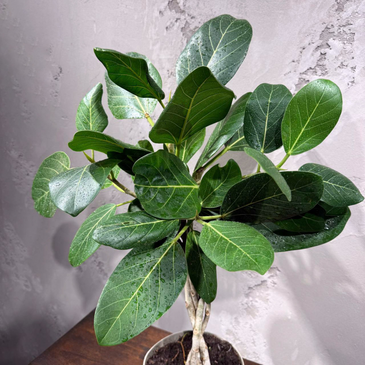 Фикус Одри D17