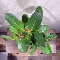 Фикус Одри D17