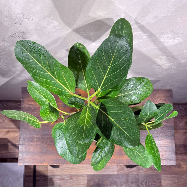 Фикус Одри D17