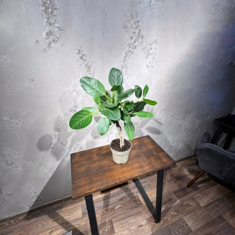 Фикус Одри D17