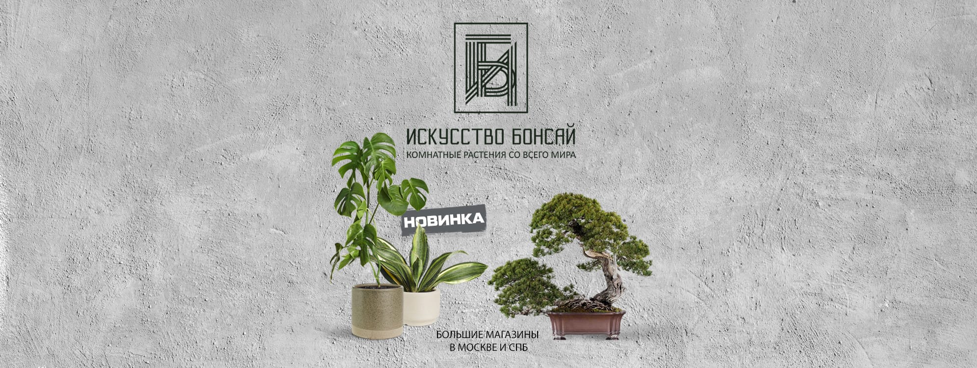 Искусство бонсай - купить бонсай в Санкт-Петербурге и Москве