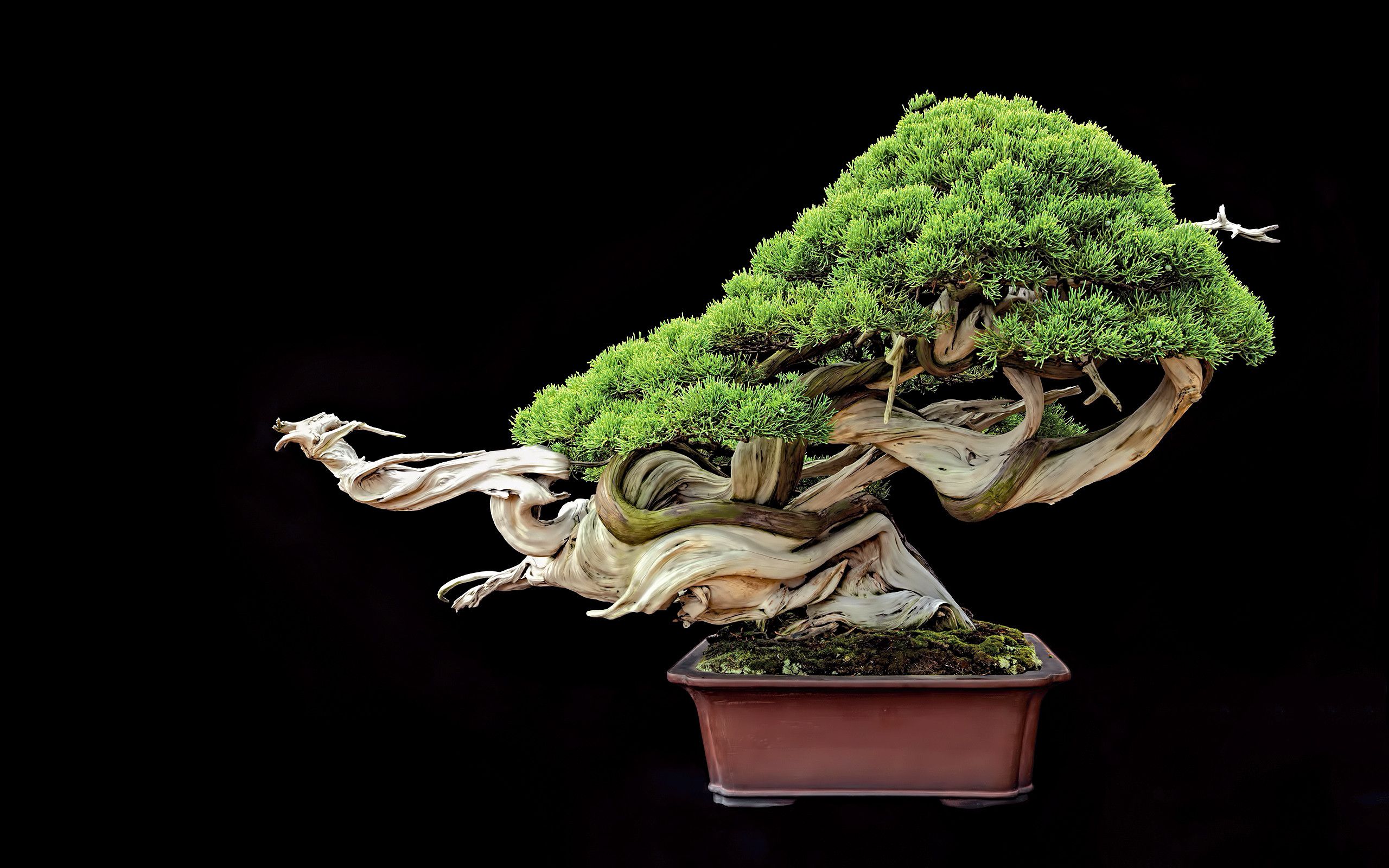 Основные виды вредителей Бонсай