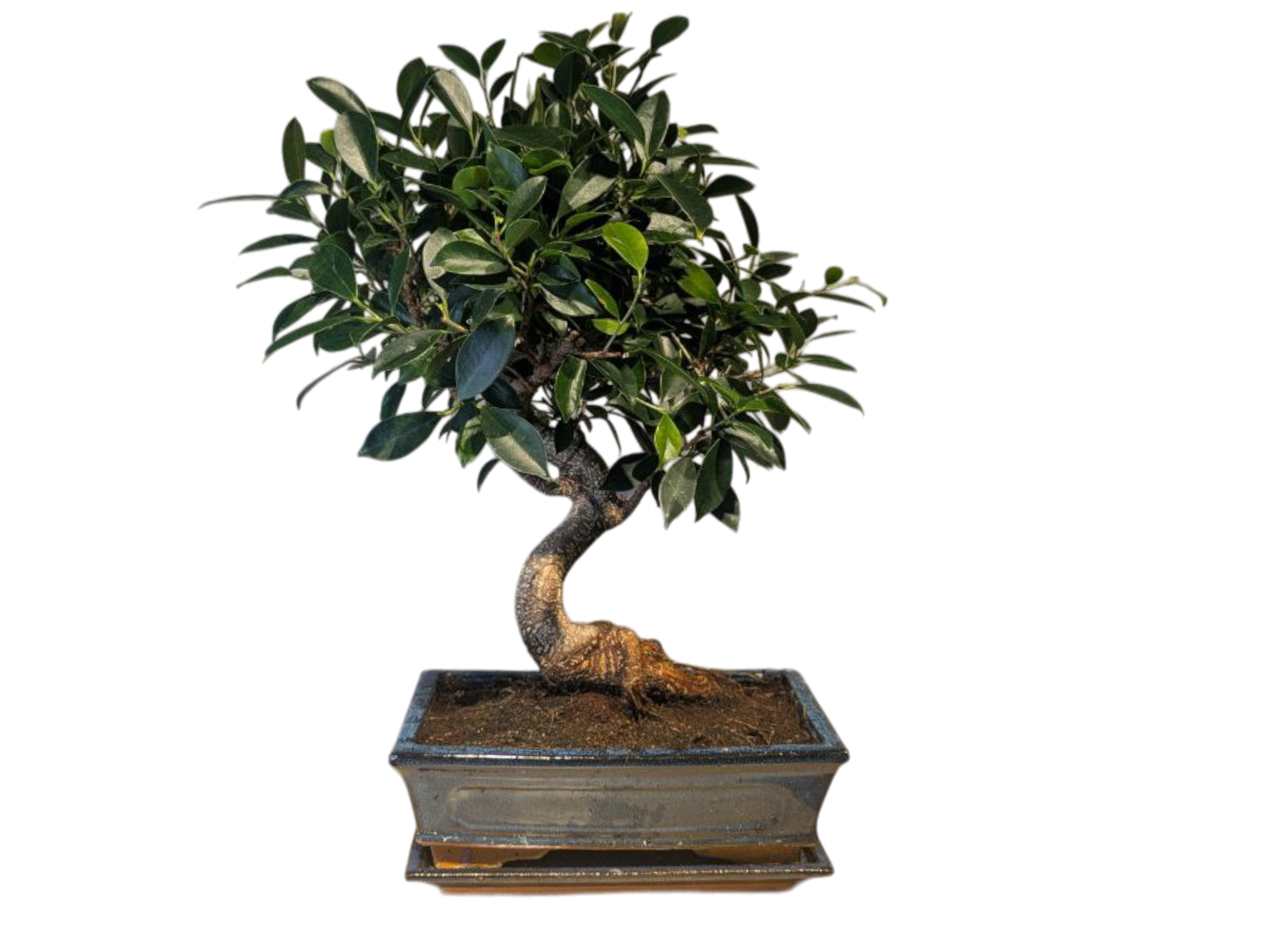 Бонсай Баньян