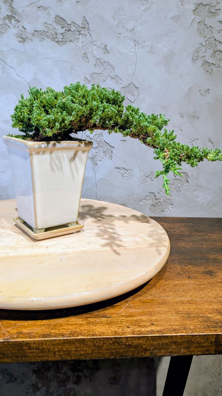 Можжевельник