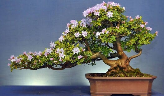 Бонсай - Лучший Подарок?