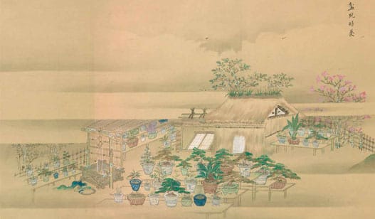 Что такое Бонсай?