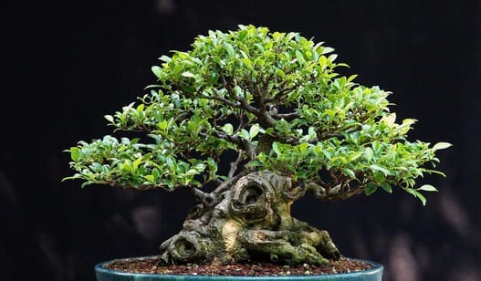 Пересадка Бонсай - Идеальное время, пошаговая инструкция