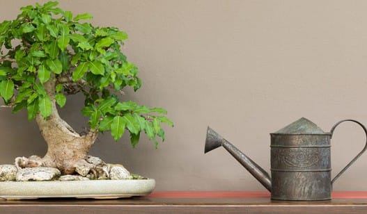 Правильный полив Бонсай – Когда, как, чем