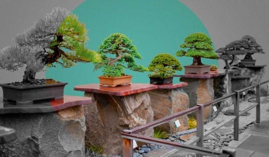 Стили Бонсай