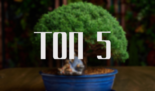 Топ 5 бонсай для новичков