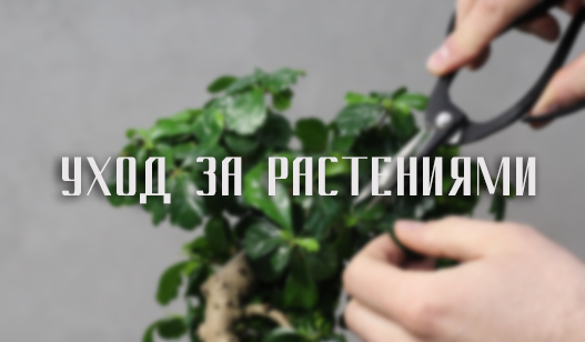 Уход за растениями